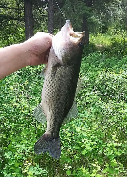 Shannon Lake, British Columbia Angler's Atlas