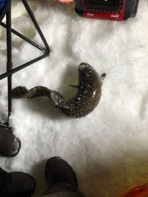 LAC STE. ANNE, Alberta Angler's Atlas