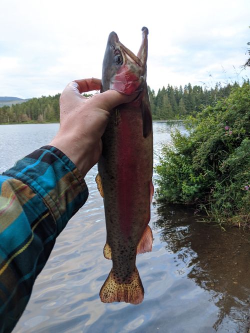 Cutthroat Trout | Angler's Atlas