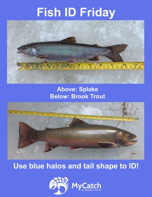 Brook Trout Angler's Atlas