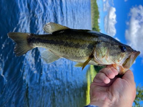 Spotted Bass Angler's Atlas