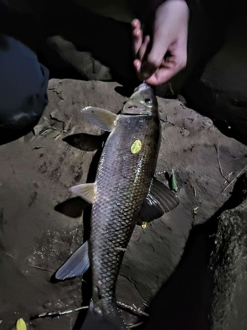 Scoudouc River, New Brunswick Angler's Atlas