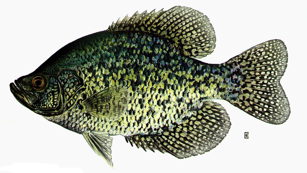 Kashagawigamog Lake, Ontario | Angler’s Atlas