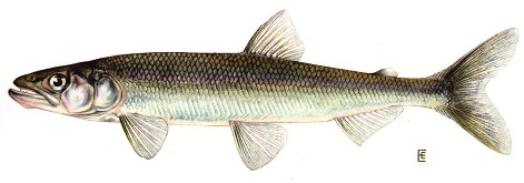 Kashagawigamog Lake, Ontario | Angler’s Atlas