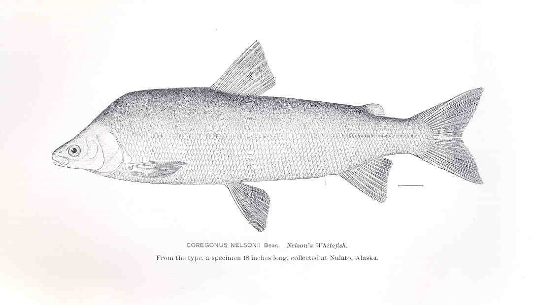 alaska-whitefish-angler-s-atlas