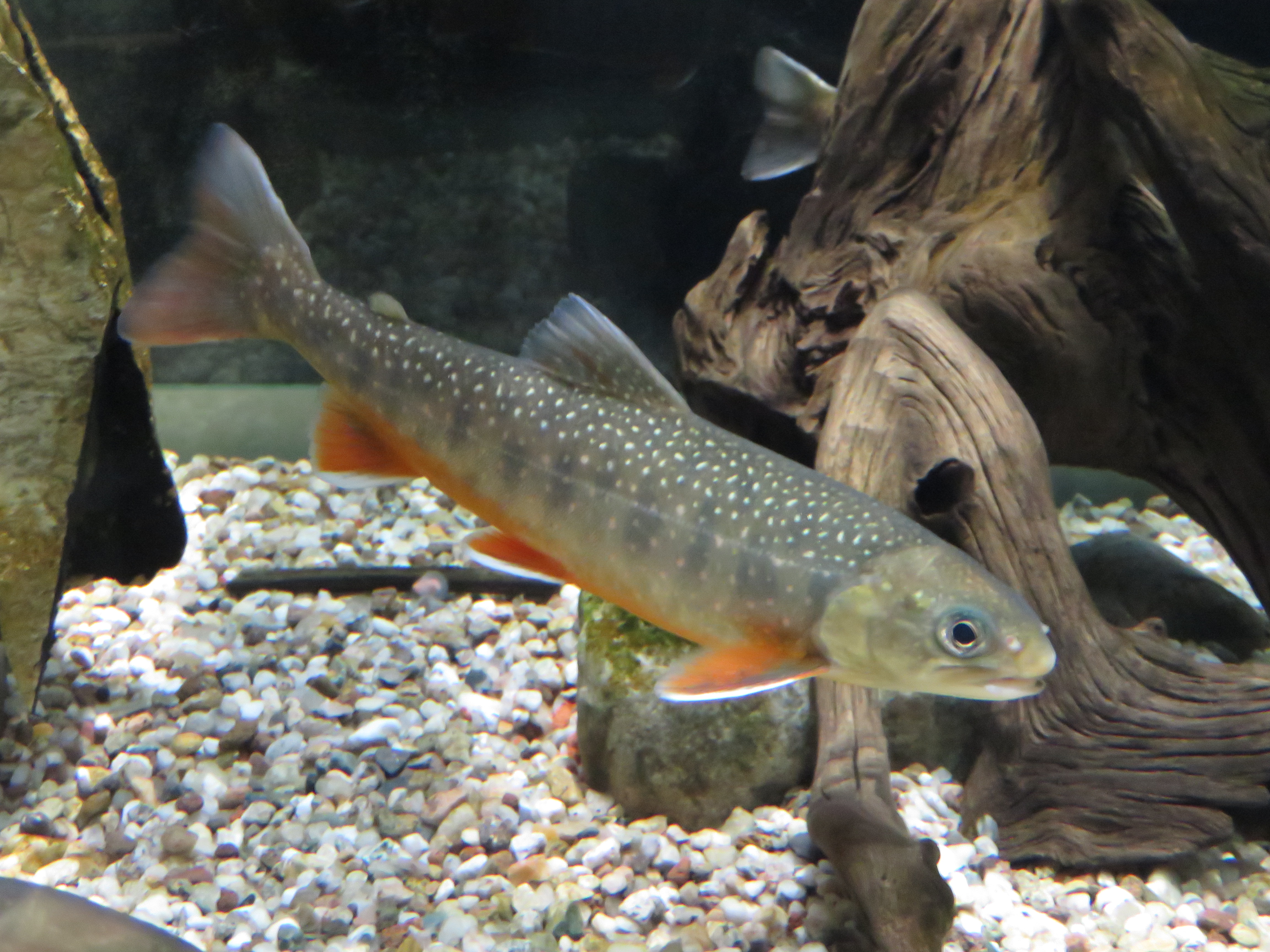 Arctic Char | Angler's Atlas 