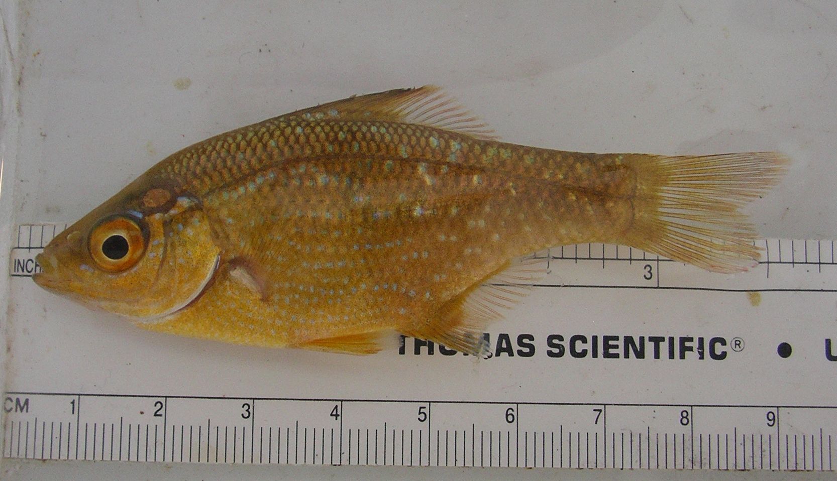 Kelp Perch Angler's Atlas