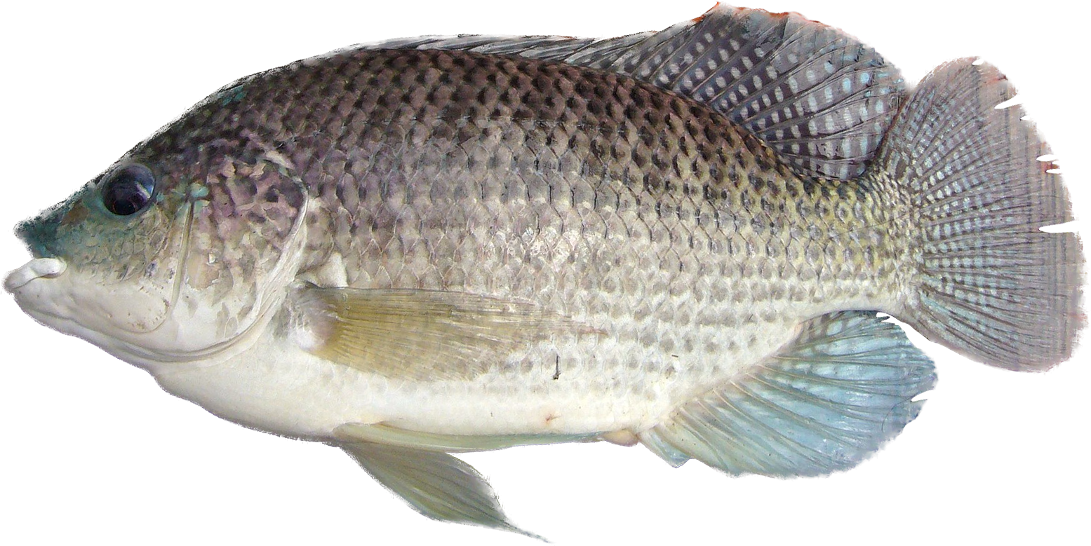 Tilapia | Angler's Atlas