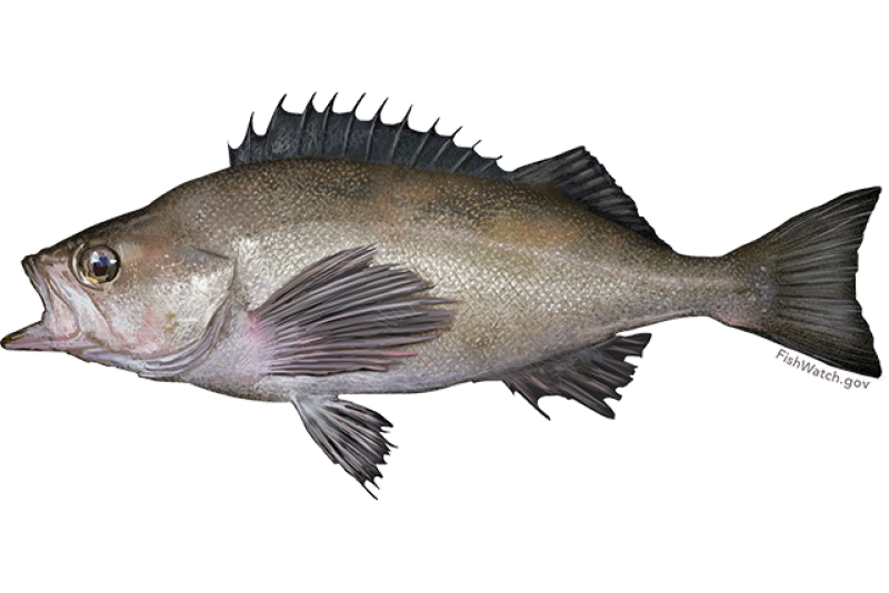 Widow Rockfish Angler's Atlas