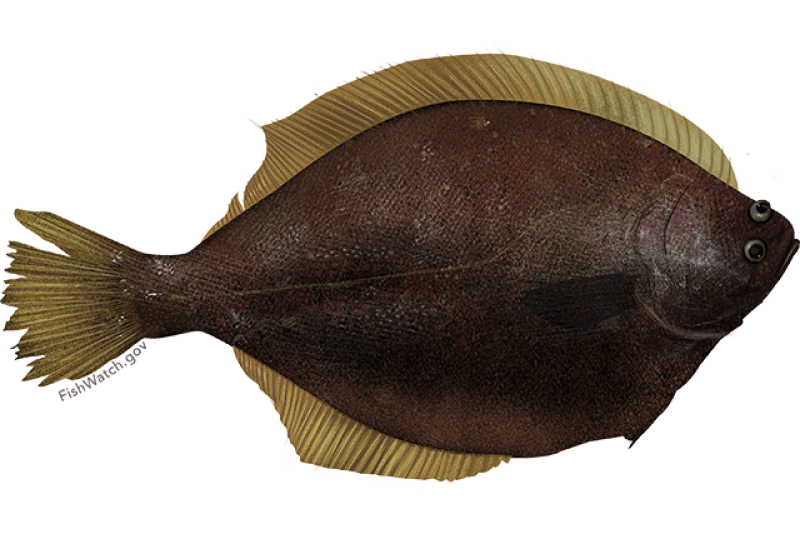 Yellowfin Sole Angler's Atlas